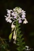 Calanthe triplicata (Willemet) Ames